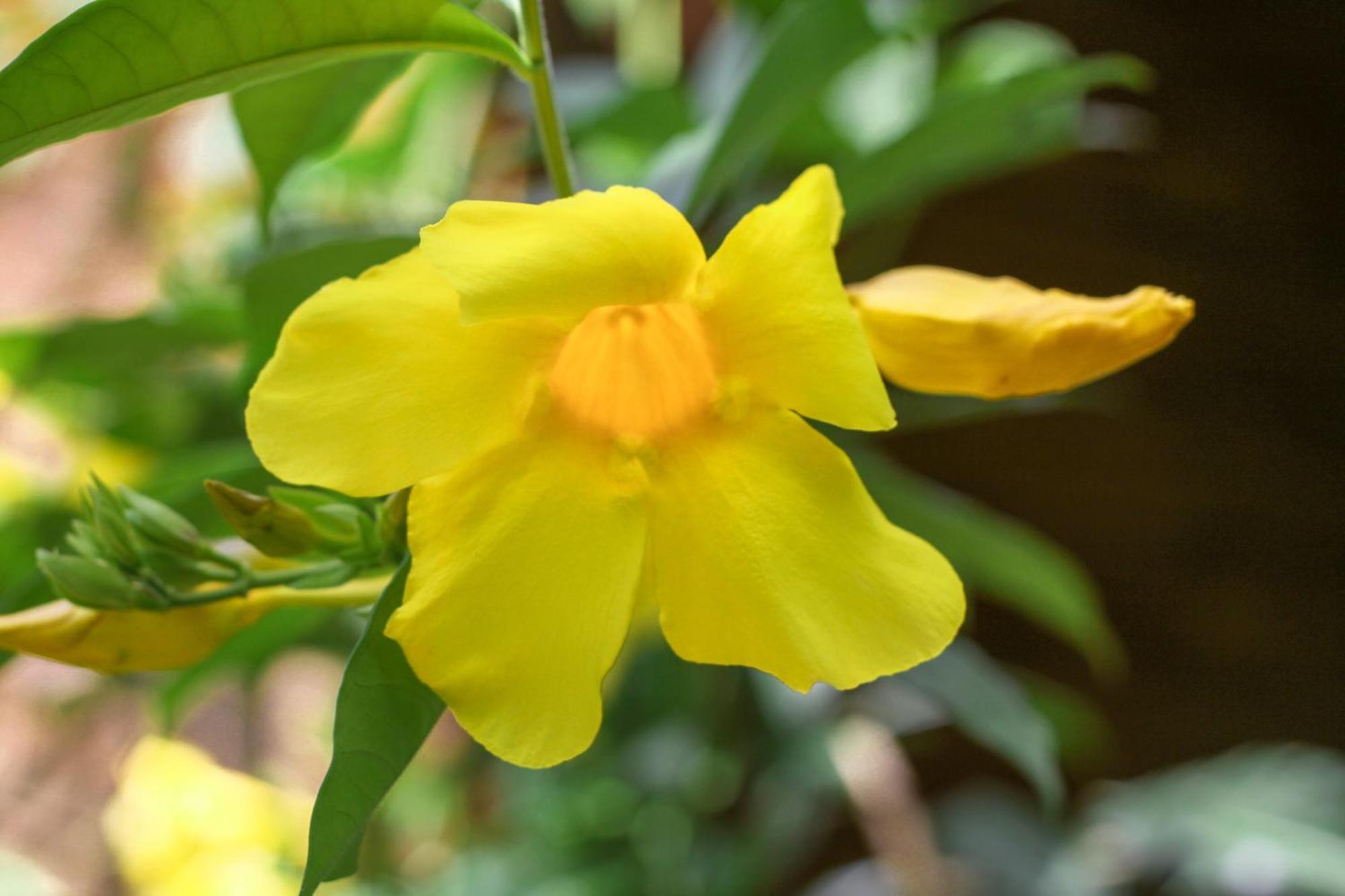 Samana Ecolodge El Limon Luaran gambar